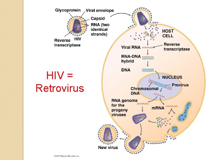 HIV = Retrovirus 