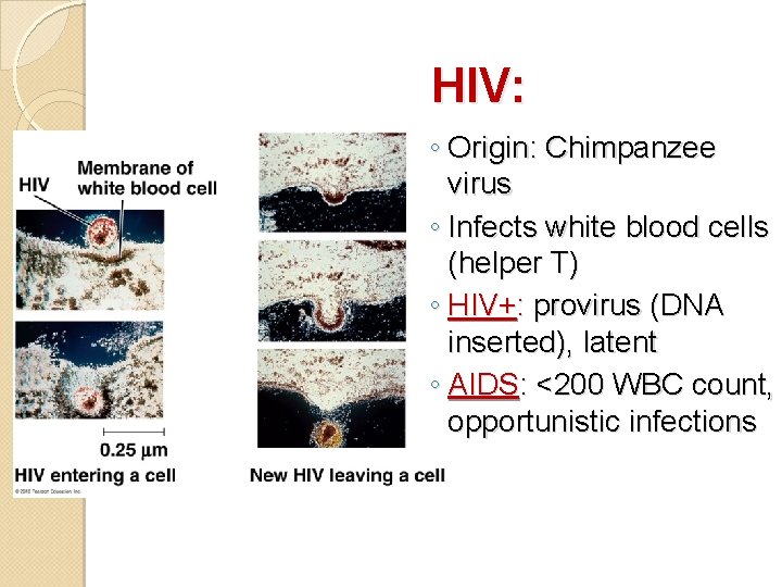 HIV: ◦ Origin: Chimpanzee virus ◦ Infects white blood cells (helper T) ◦ HIV+: