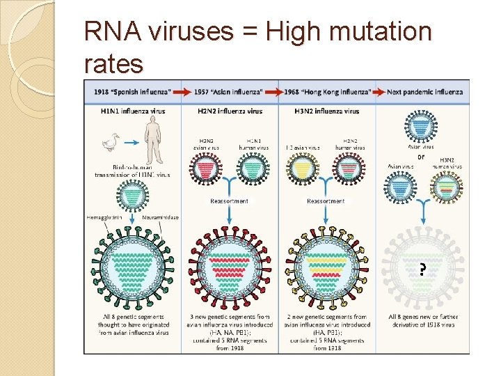 RNA viruses = High mutation rates 