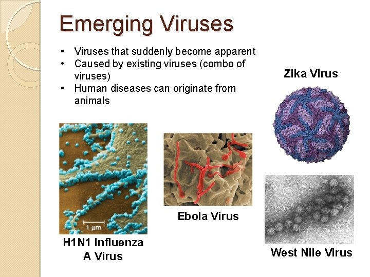 Emerging Viruses • Viruses that suddenly become apparent • Caused by existing viruses (combo