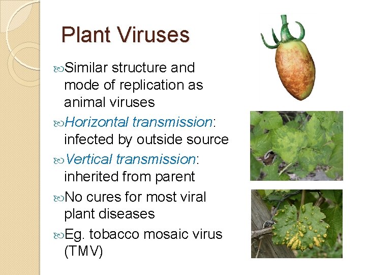 Plant Viruses Similar structure and mode of replication as animal viruses Horizontal transmission: infected