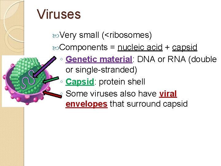 Viruses Very small (<ribosomes) Components = nucleic acid + capsid ◦ Genetic material: DNA