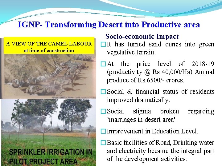 IGNP- Transforming Desert into Productive area Socio-economic Impact A VIEW OF THE CAMEL LABOUR