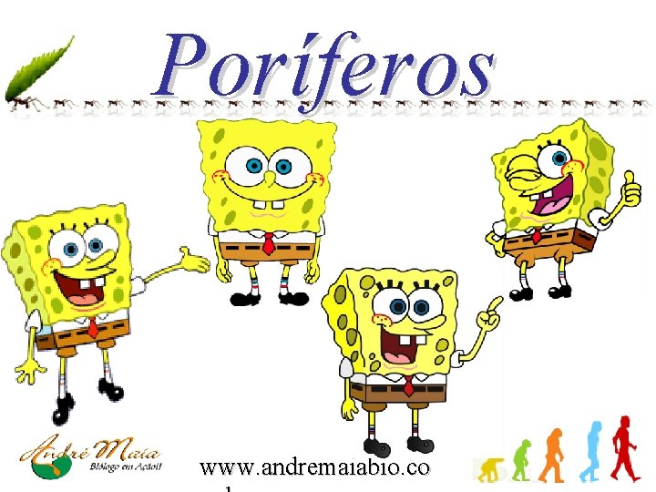 Poríferos www. andremaiabio. co 