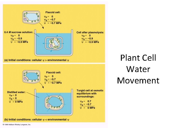 Plant Cell Water Movement 