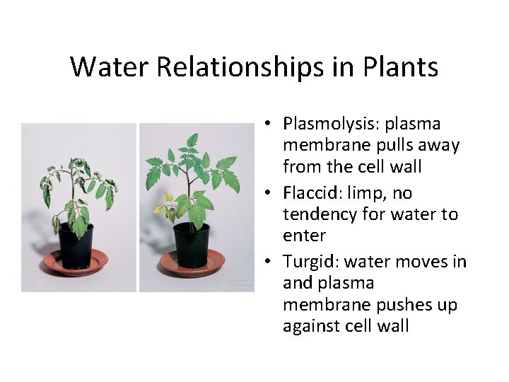 Water Relationships in Plants • Plasmolysis: plasma membrane pulls away from the cell wall