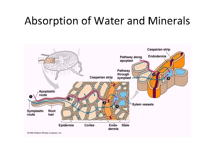 Absorption of Water and Minerals 