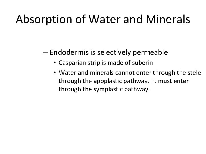 Absorption of Water and Minerals – Endodermis is selectively permeable • Casparian strip is