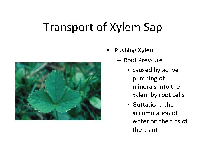 Transport of Xylem Sap • Pushing Xylem – Root Pressure • caused by active