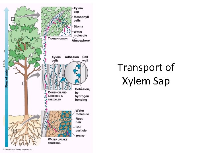 Transport of Xylem Sap 