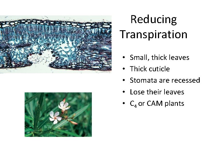 Reducing Transpiration • • • Small, thick leaves Thick cuticle Stomata are recessed Lose