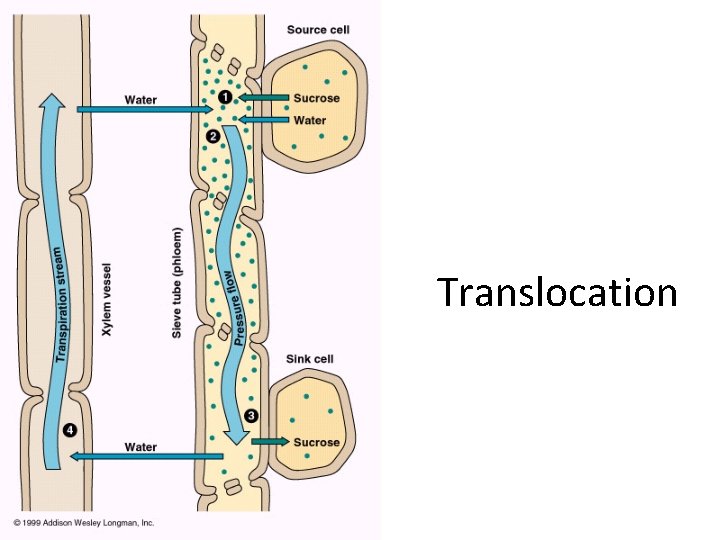 Translocation 