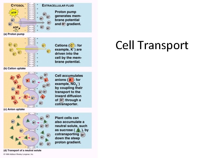 Cell Transport 