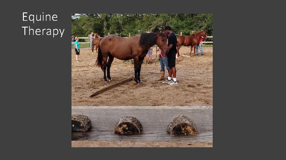 Equine Therapy 