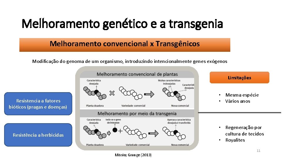 Melhoramento genético e a transgenia Melhoramento convencional x Transgênicos Modificação do genoma de um
