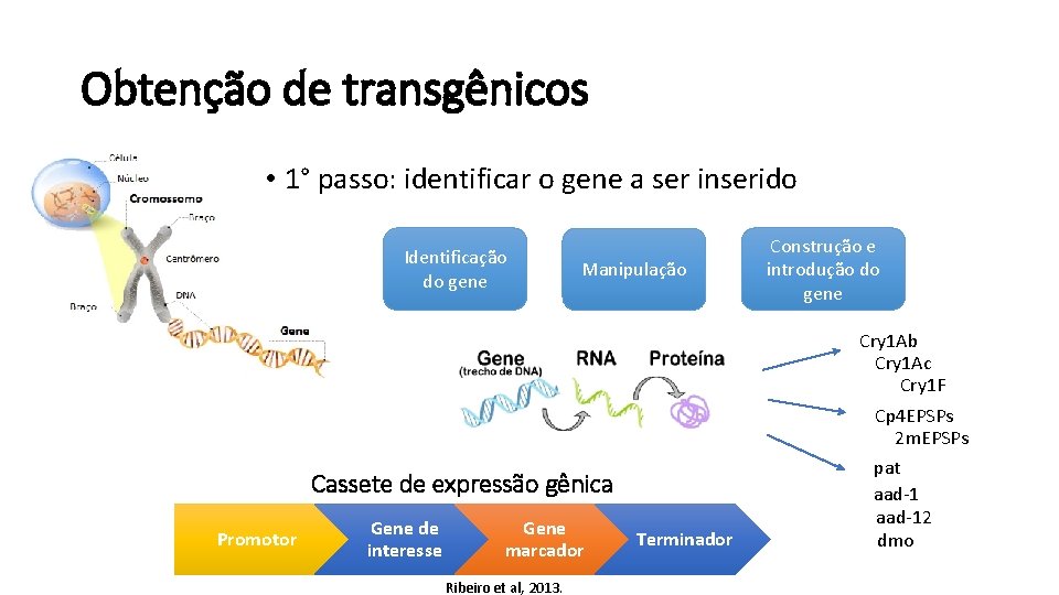 Obtenção de transgênicos • 1° passo: identificar o gene a ser inserido Identificação do