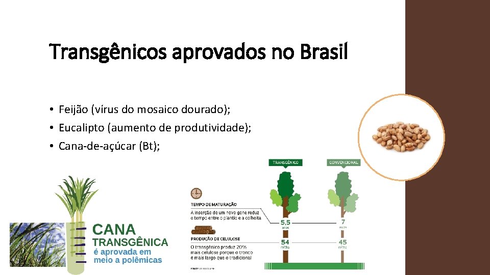 Transgênicos aprovados no Brasil • Feijão (vírus do mosaico dourado); • Eucalipto (aumento de