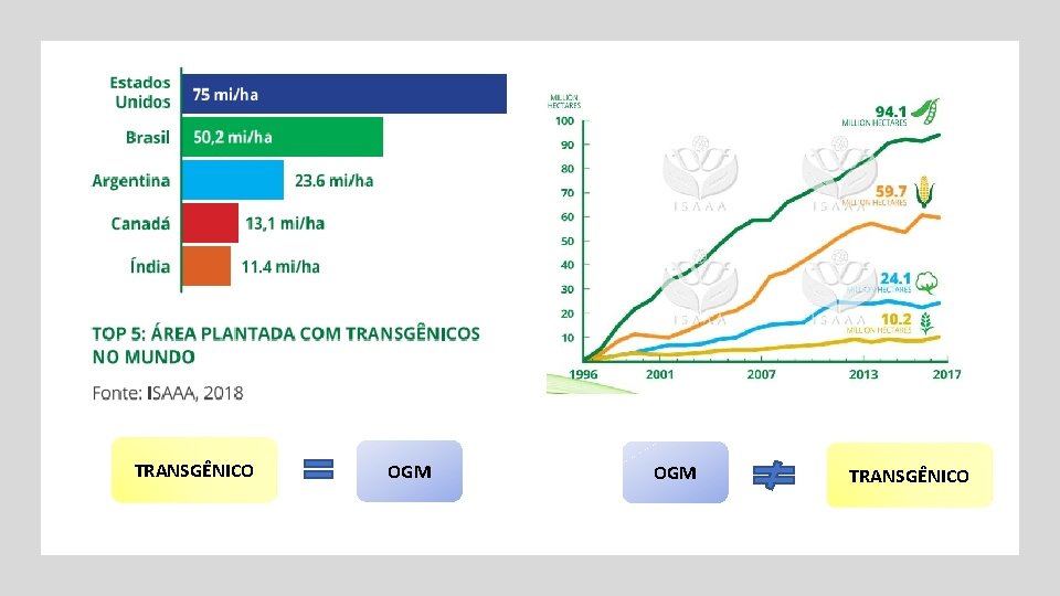 TRANSGÊNICO OGM TRANSGÊNICO 