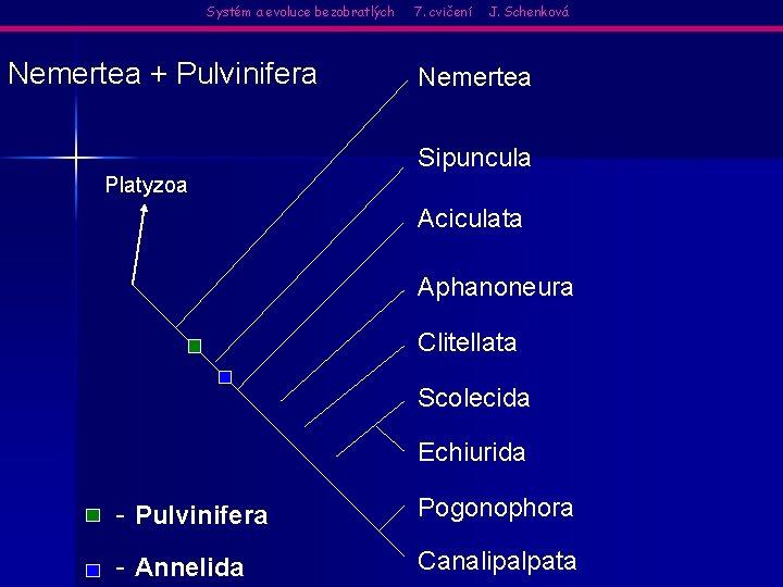 Systém a evoluce bezobratlých Nemertea + Pulvinifera 7. cvičení J. Schenková Nemertea Sipuncula Platyzoa