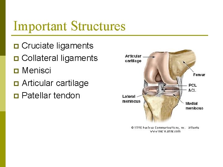 Important Structures Cruciate ligaments p Collateral ligaments p Menisci p Articular cartilage p Patellar