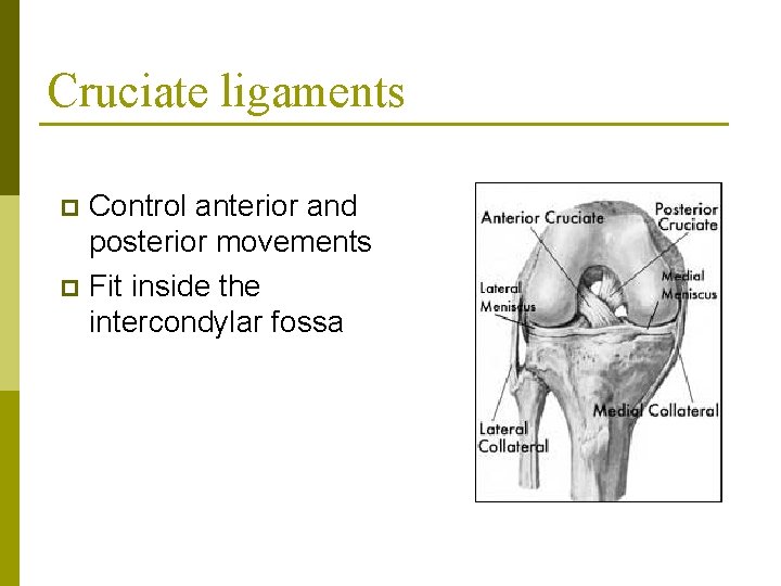 Cruciate ligaments Control anterior and posterior movements p Fit inside the intercondylar fossa p