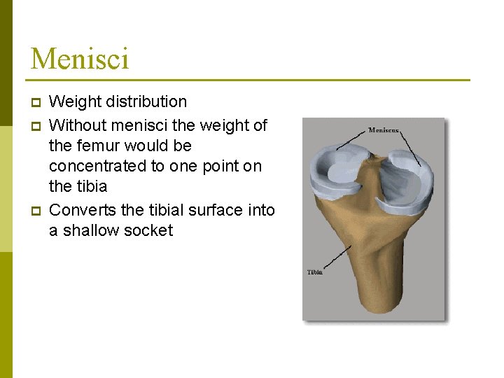 Menisci p p p Weight distribution Without menisci the weight of the femur would