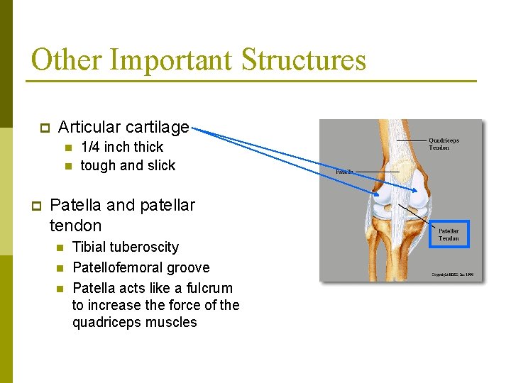 Other Important Structures p Articular cartilage n n p 1/4 inch thick tough and