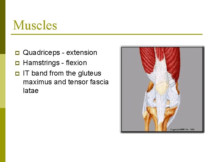 Muscles p p p Quadriceps - extension Hamstrings - flexion IT band from the