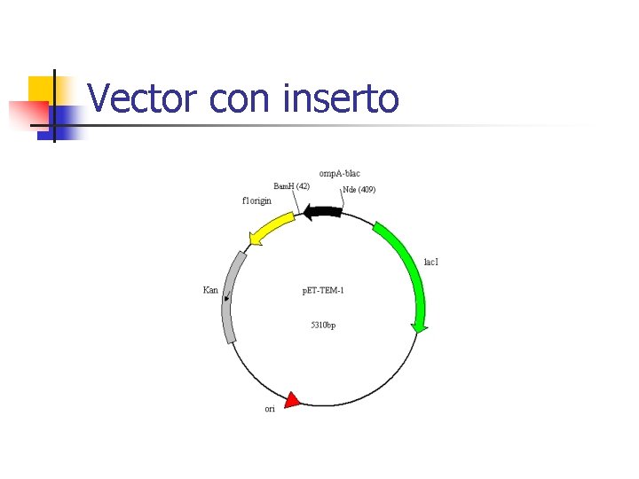 Vector con inserto 