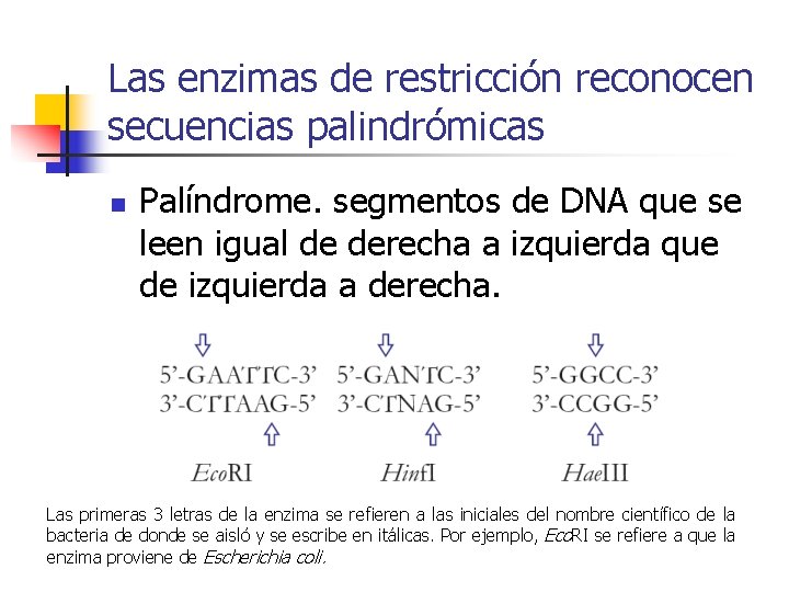 Las enzimas de restricción reconocen secuencias palindrómicas n Palíndrome. segmentos de DNA que se