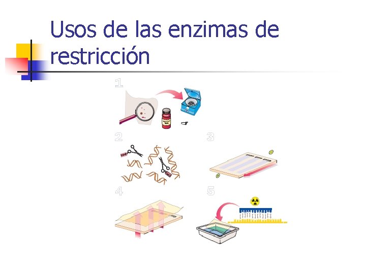 Usos de las enzimas de restricción 