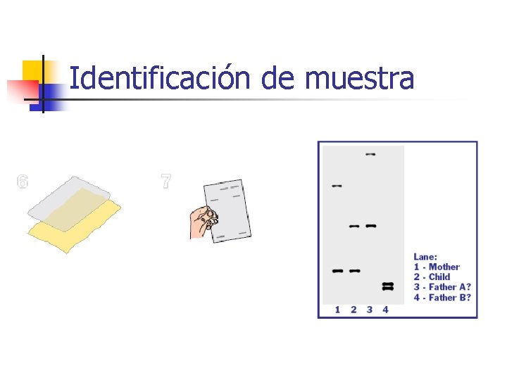 Identificación de muestra 