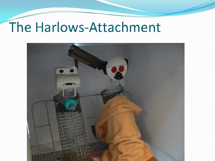 The Harlows-Attachment 