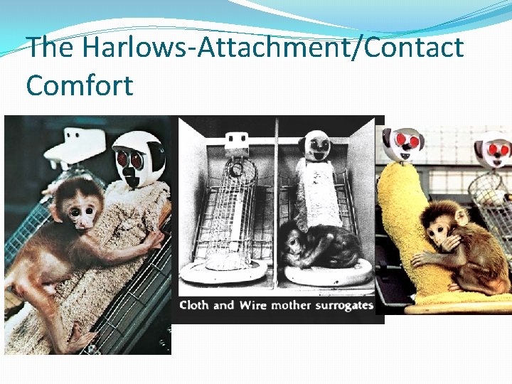 The Harlows-Attachment/Contact Comfort 