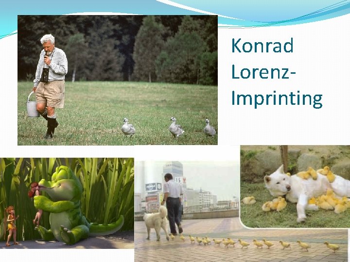 Konrad Lorenz. Imprinting 