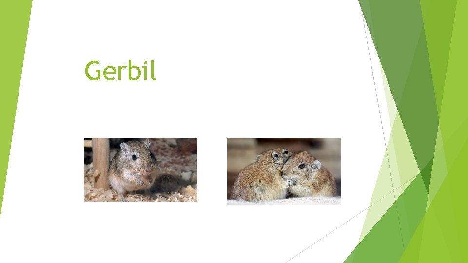 Gerbil 