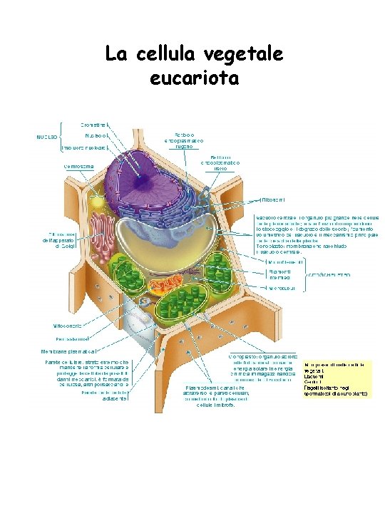 La cellula vegetale eucariota 