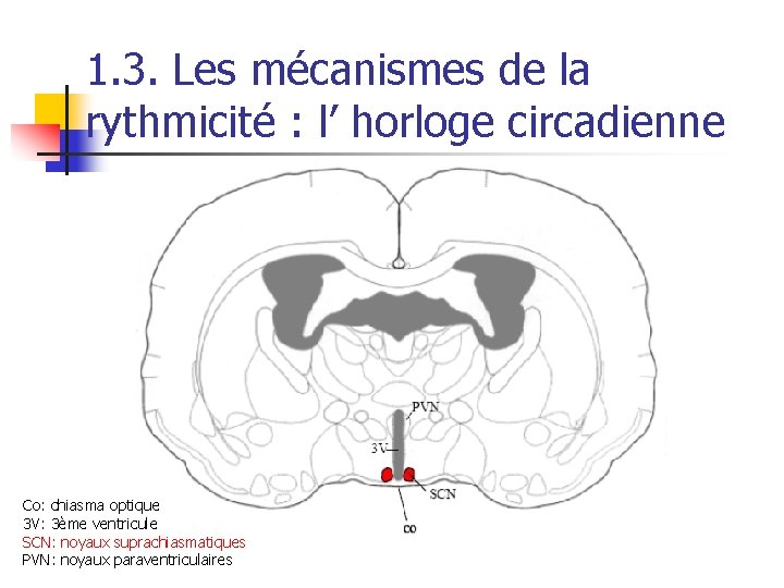 1. 3. Les mécanismes de la rythmicité : l’ horloge circadienne 3 V SCN