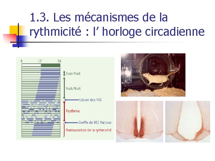 1. 3. Les mécanismes de la rythmicité : l’ horloge circadienne 