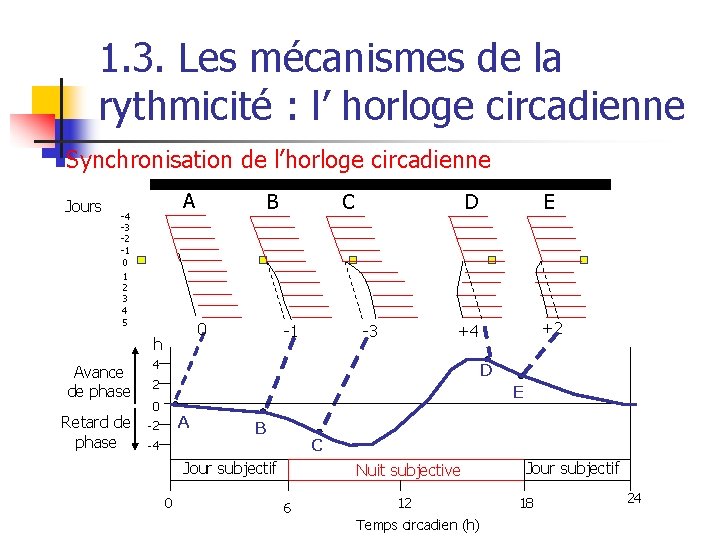 1. 3. Les mécanismes de la rythmicité : l’ horloge circadienne n Synchronisation de