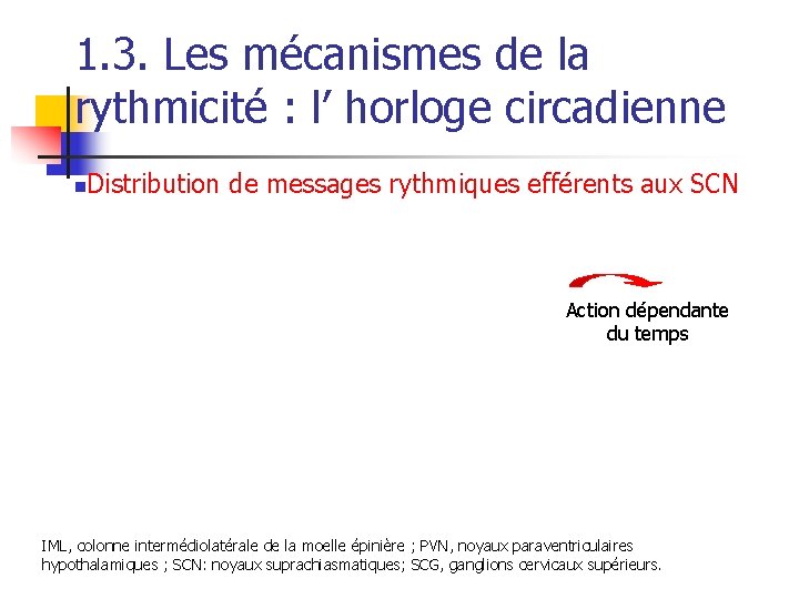 1. 3. Les mécanismes de la rythmicité : l’ horloge circadienne n Distribution de