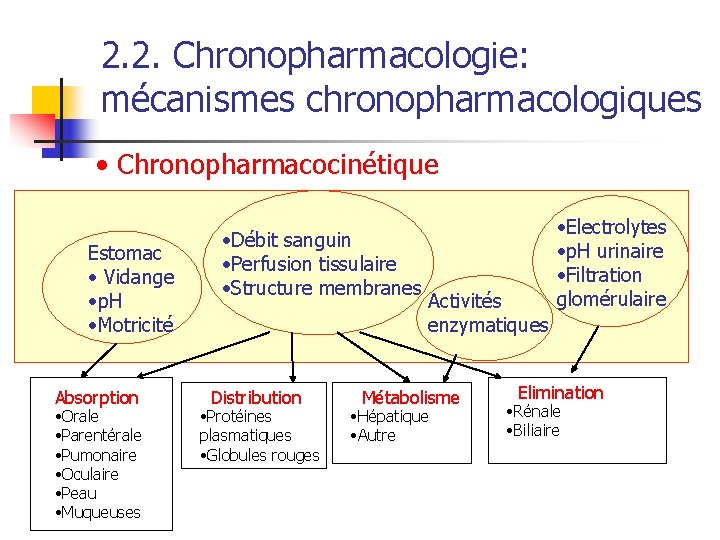 2. 2. Chronopharmacologie: mécanismes chronopharmacologiques • Chronopharmacocinétique Estomac • Vidange • p. H •