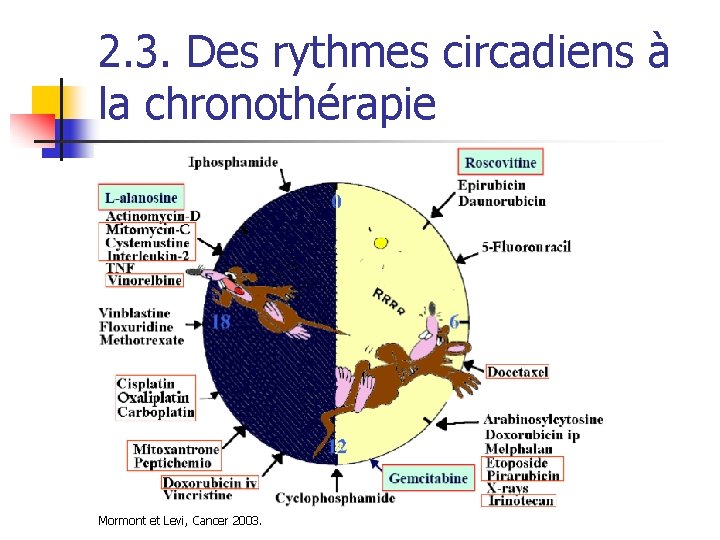 2. 3. Des rythmes circadiens à la chronothérapie Mormont et Levi, Cancer 2003. 