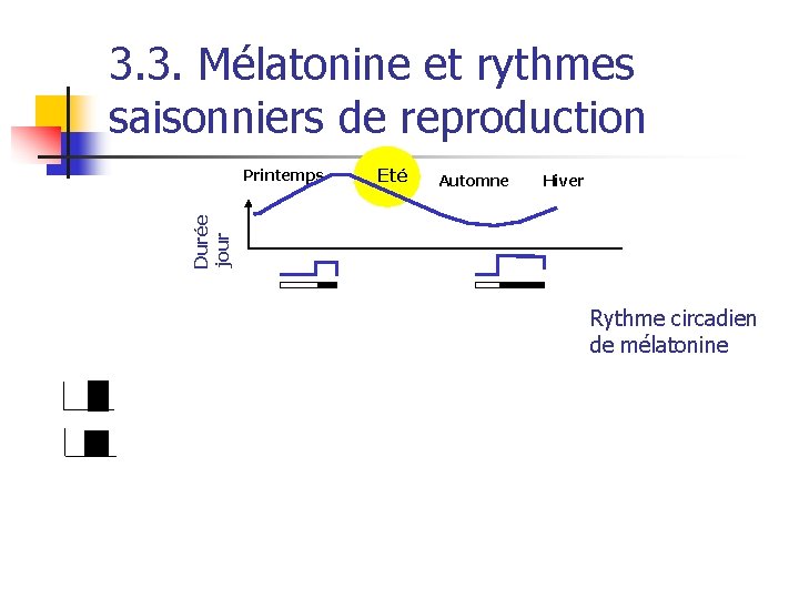 3. 3. Mélatonine et rythmes saisonniers de reproduction Eté Automne Hiver Durée jour Printemps