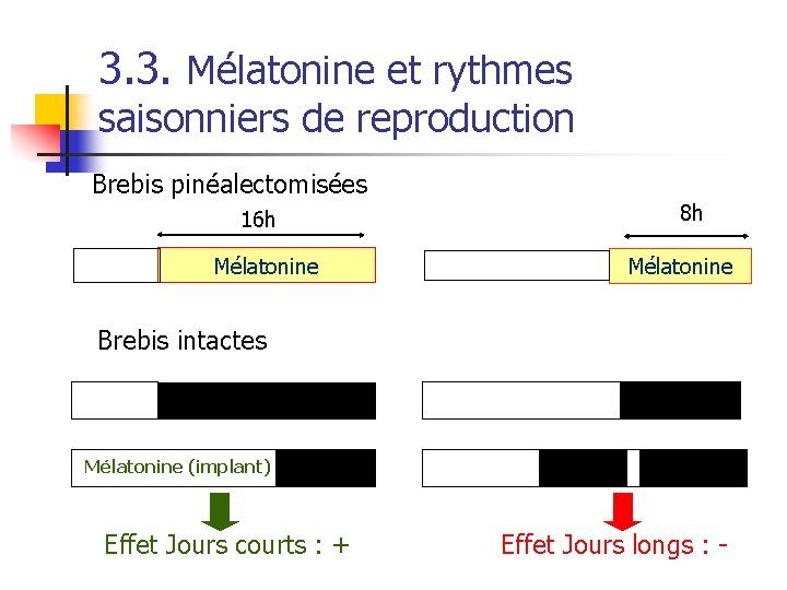 3. 3. Mélatonine et rythmes saisonniers de reproduction Brebis pinéalectomisées 16 h Mélatonine 8