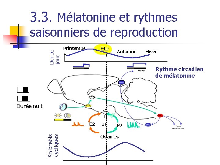 3. 3. Mélatonine et rythmes Durée jour saisonniers de reproduction Eté Printemps Automne Hiver