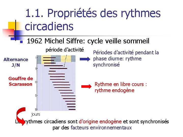 1. 1. Propriétés des rythmes circadiens n 1962 Michel Siffre: cycle veille sommeil période