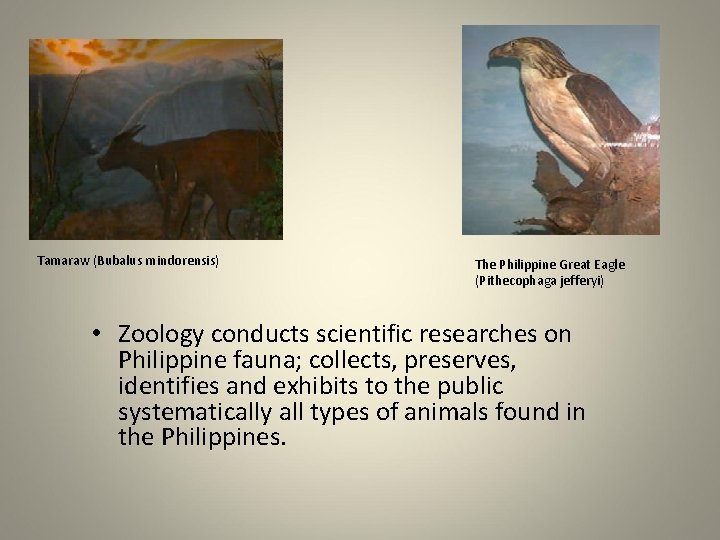 Tamaraw (Bubalus mindorensis) The Philippine Great Eagle (Pithecophaga jefferyi) • Zoology conducts scientific researches Tamaraw (Bubalus mindorensis) The Philippine Great Eagle (Pithecophaga jefferyi) • Zoology conducts scientific researches