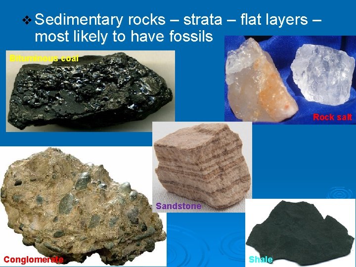 v Sedimentary rocks – strata – flat layers – most likely to have fossils