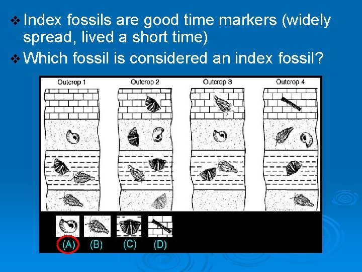 v Index fossils are good time markers (widely spread, lived a short time) v